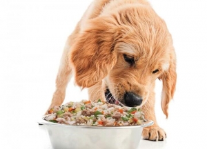 Duck Delicacy or Traditional Treats: Which Raw Food Will Make Your Pet's Taste Buds Dance? 